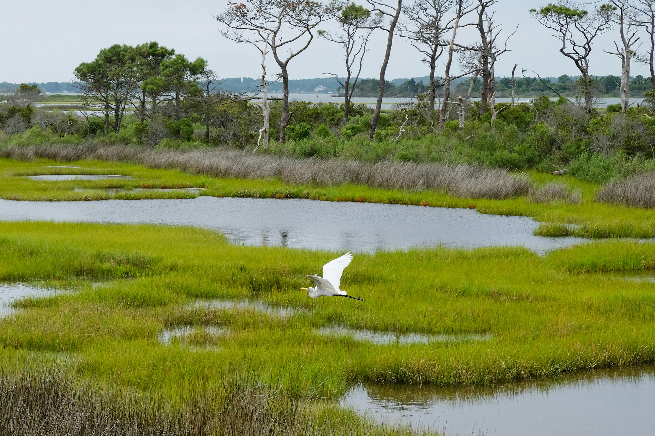 Egret in flight over coastal wetlands